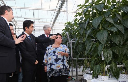 Photograph of the Prime Minister visiting the agricultural facility (1)