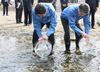 Photograph of the Prime Minister releasing young salmon at the Akedogawa Salmon Hatchery