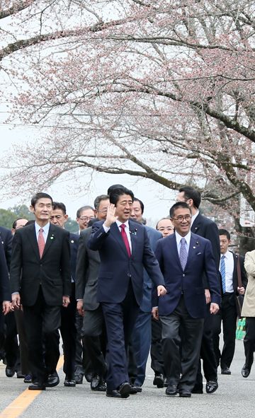 Photograph of the Prime Minister walking by rows of cherry trees (2)