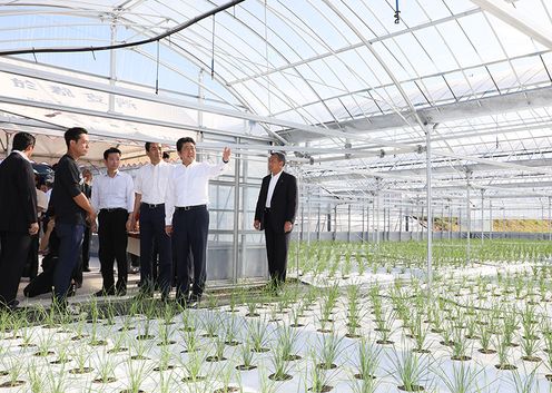 Photograph of the Prime Minister observing garlic chive cultivation 
