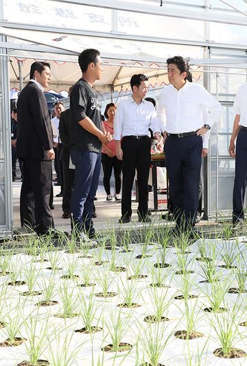 Photograph of the Prime Minister observing garlic chive cultivation 