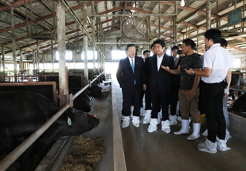 Photograph of the Prime Minister visiting the cattle barn