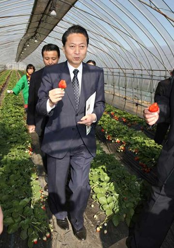 Photograph of the Prime Minister picking a strawberry at JA Hagano Mashiko Tourism Strawberry Farm