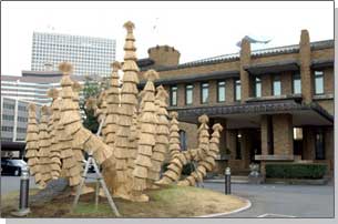 The cycads covered in straw matting