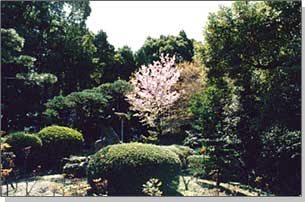 Trees in the South Garden
