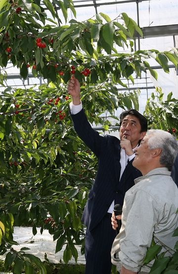 Photograph of the Prime Minister visiting a cherry farm