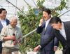 Photograph of the Prime Minister sampling freshly picked cherries