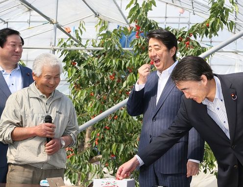 Photograph of the Prime Minister sampling freshly picked cherries