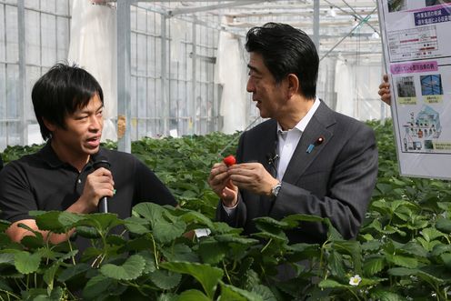 Photograph of the Prime Minister visiting a strawberry greenhouse at an agricultural production corporation