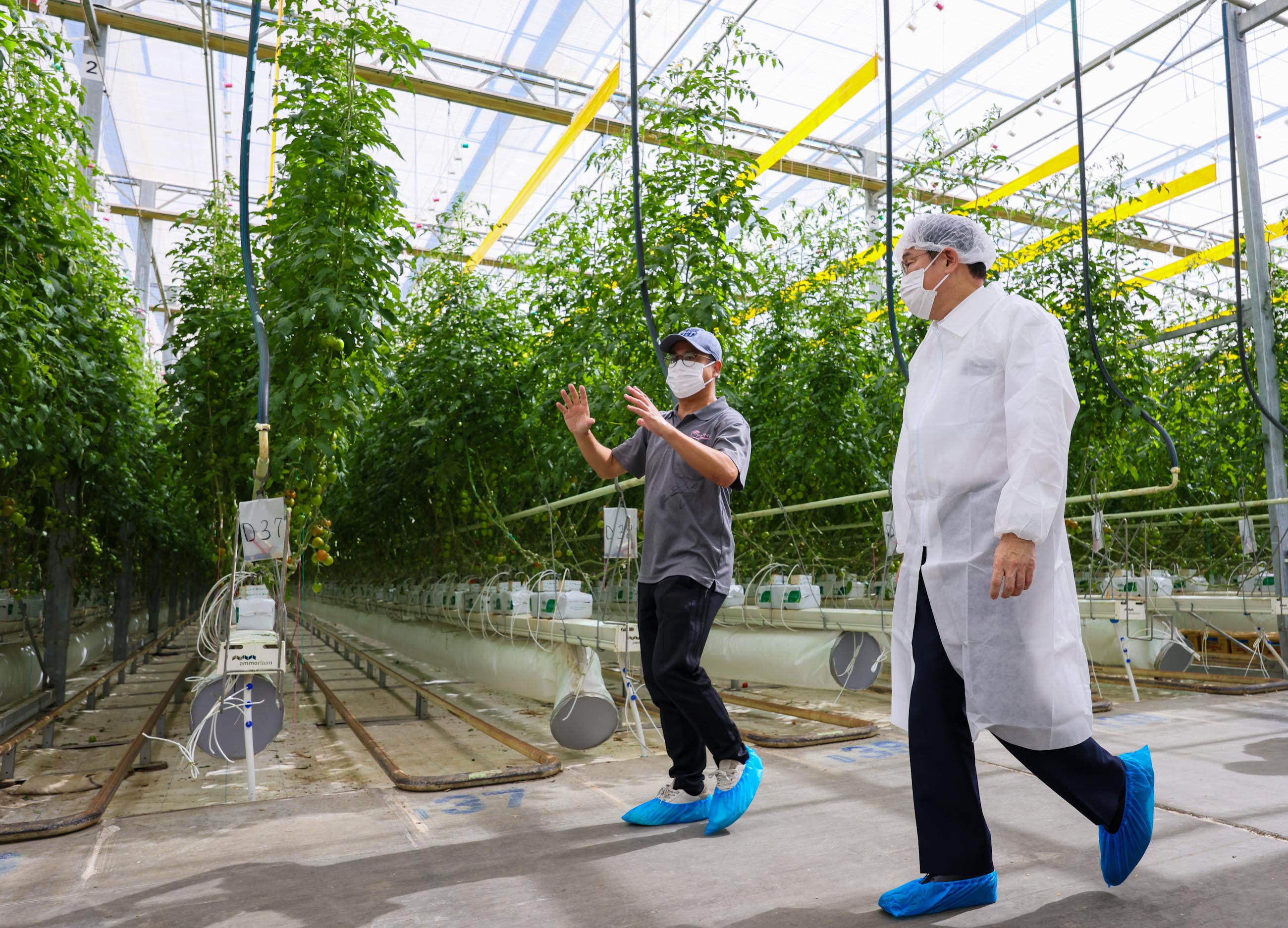 Prime Minister Kishida visiting a tomato growing company (1)