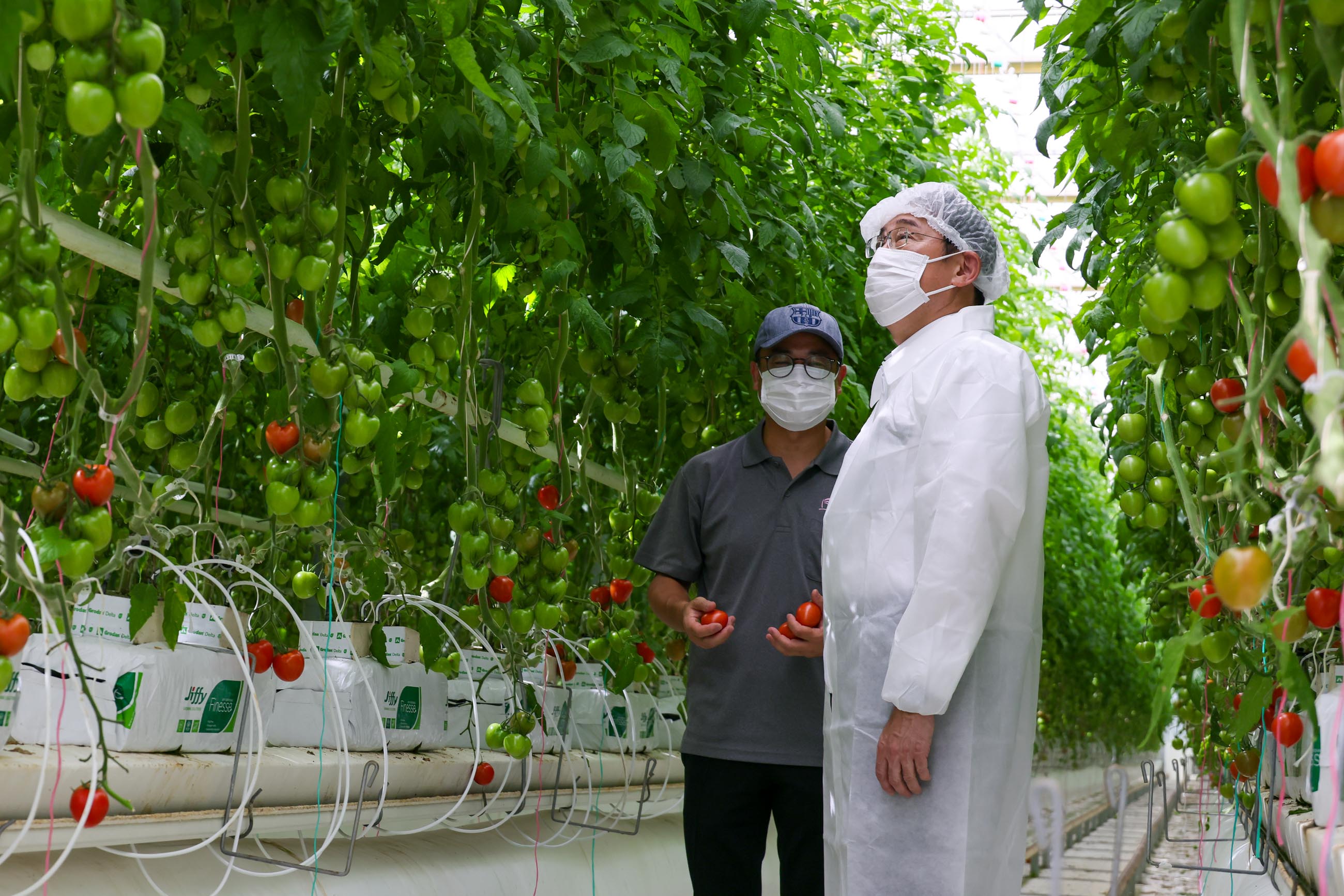 Prime Minister Kishida visiting a tomato growing company (2)