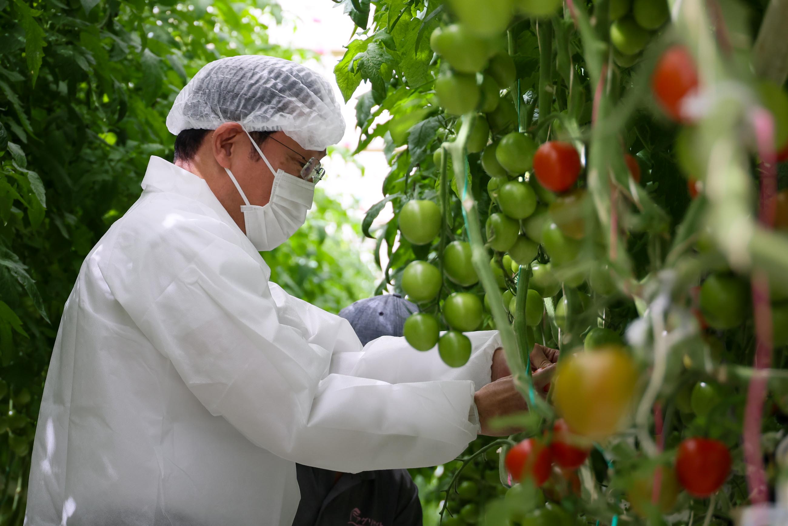 Prime Minister Kishida experiencing tomato harvesting (1)