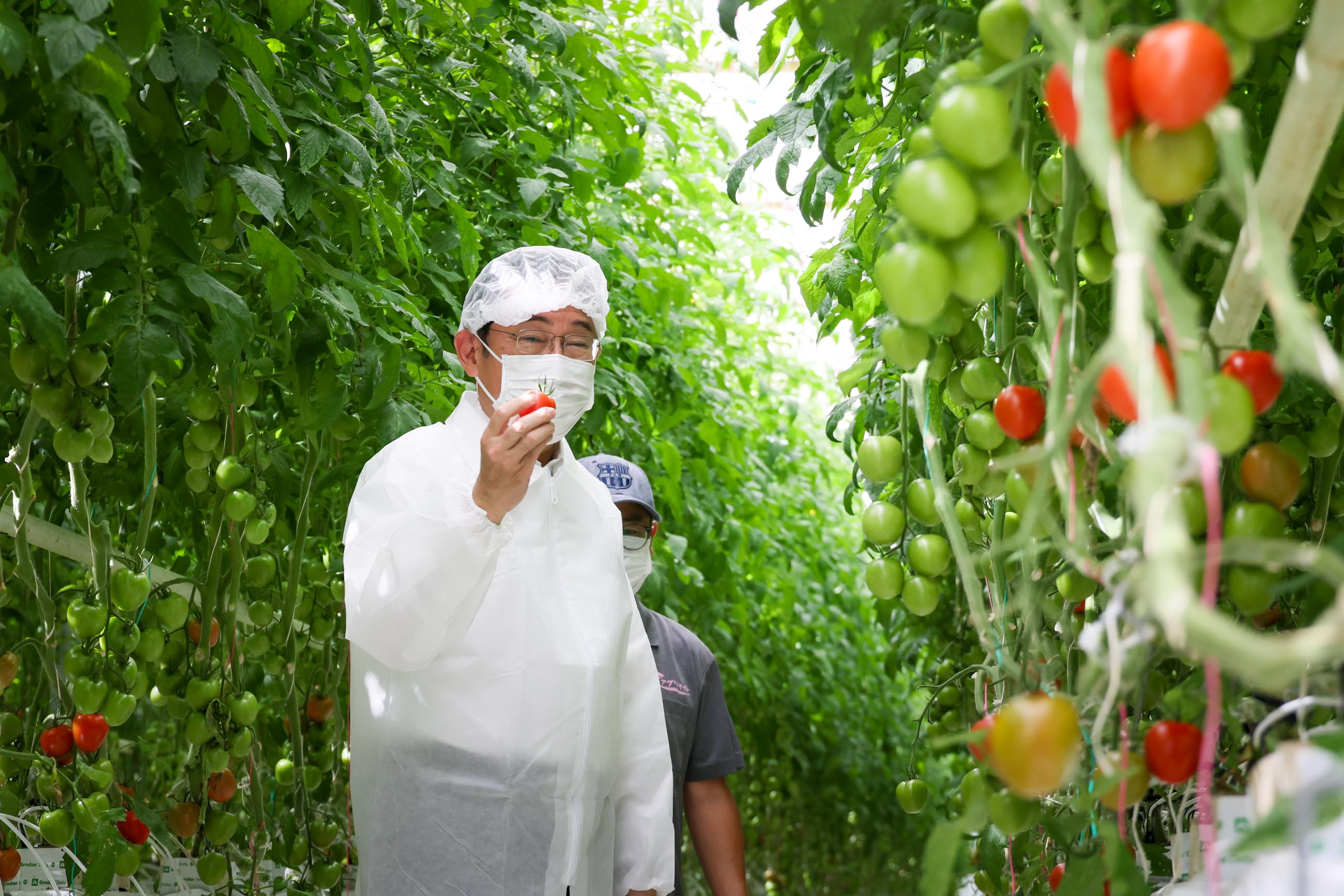 Prime Minister Kishida experiencing tomato harvesting (2)