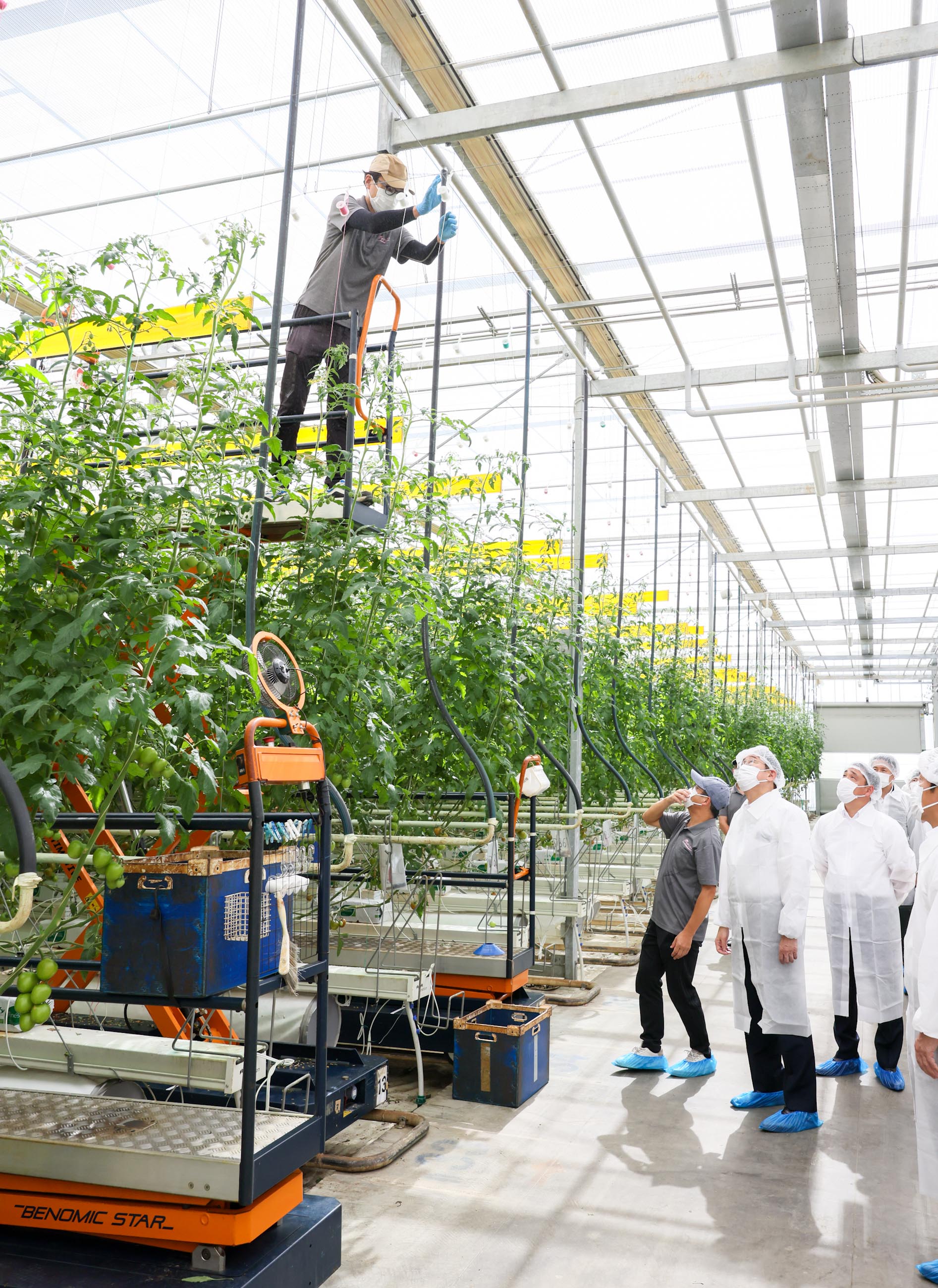 Prime Minister Kishida visiting a tomato growing company (3)