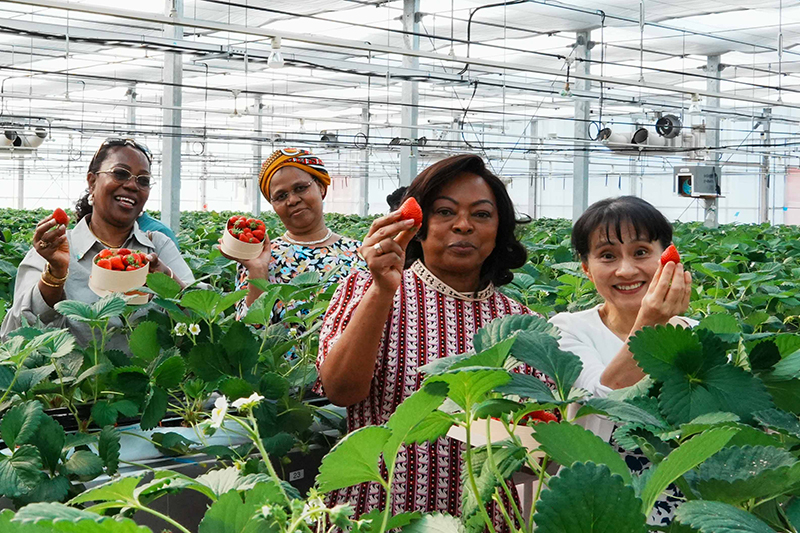Spouses visiting Yokohama Strawberry Park (3)