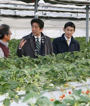 Photograph of the Prime Minister visiting a strawberry farm (1)