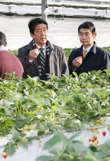 Photograph of the Prime Minister visiting a strawberry farm (2)