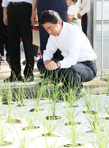 Photograph of the Prime Minister observing garlic chive cultivation 