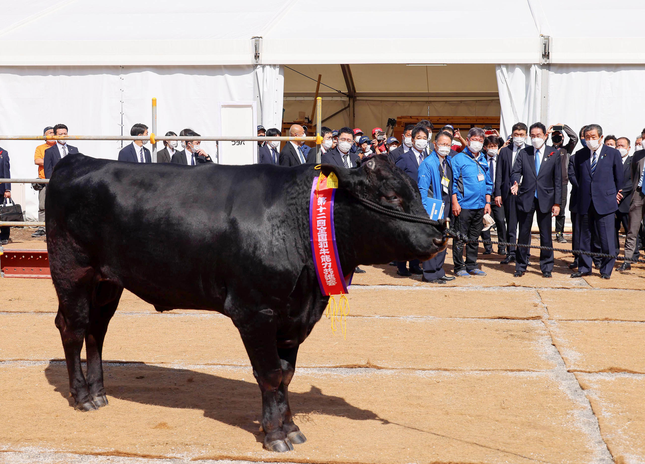 Photograph of the Prime Minister receiving an explanation on wagyu beef (3)